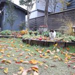 山桜の紅葉は何色？平地の庭での紅葉について