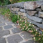 【石畳の隙間】【枕木の隙間】【花壇と床の隙間】おすすめの植物(草花)