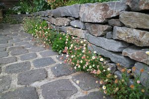 【石畳の隙間】【枕木の隙間】【花壇と床の隙間】おすすめの植物(草花)