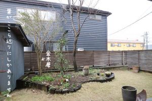 【金木犀】春にパラパラと落葉！心配です原因は何？