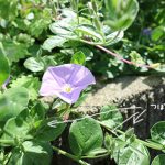淡紫色の花ハンギング植物【コンボルブルス】育てやすい