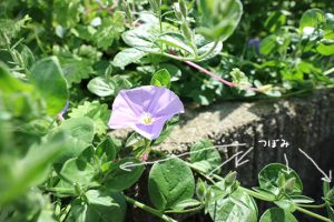 淡紫色の花ハンギング植物【コンボルブルス】育てやすい