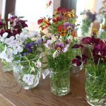 【ビオラ・パンジー】が終わりの時期です。最後の楽し方