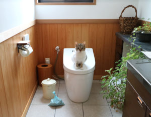 【猫のうんちが臭い】家の中を充満する糞尿の匂いを簡単に解消