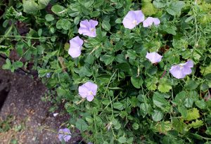 【コンボルブルス】7月の様子｜開花時期と選定について