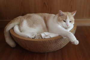 【猫のワクチン接種】しないという選択も有りなんでしょうか?