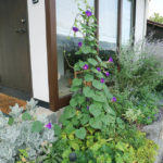 朝顔をおしゃれに仕立てる方法って？どうしているのかな