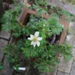 宿根のアネモネが残暑厳しい初秋の9月に開花⁉