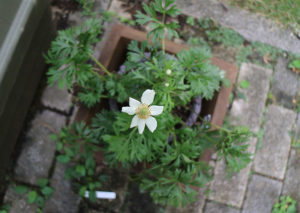 宿根のアネモネが残暑厳しい初秋の9月に開花⁉