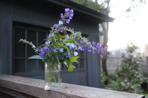 一番育てやすいセージ「ラベンダーセージ」開花期長く病気知らず