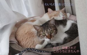 NHK BSⅡ「家族になろうよ」 保護犬猫たちと私たち。里親の事・虐待の事