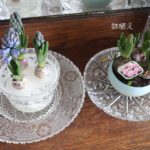 ヒヤシンス球根から育てるVS鉢植えを買う。はて、どっちがお得?