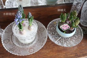 ヒヤシンス球根から育てるVS鉢植えを買う。はて、どっちがお得？