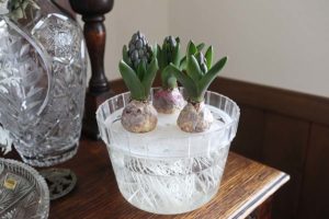 【ヒヤシンス】水耕栽培のコツ、根が伸びたら球根を水から離す！