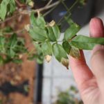 【ハゴロモジャスミン】葉先が枯れて元気がない⇒翌春花芽がつきました