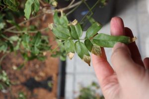 【ハゴロモジャスミン】葉先が枯れて元気がない⇒翌春花芽がつきました