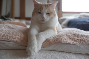 【猫爪切りのコツ】嫌がる猫には安い爪切りを沢山買ってアチコチ置く！