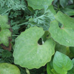 「蓮の葉」に似てるけど「八角連」でも「六角連」でもないシラユキゲシ