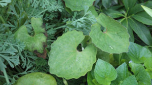 「蓮の葉」に似てるけど「八角連」でも「六角連」でもないシラユキゲシ