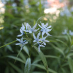 【日陰で育つ多年草の花】清楚な水色の花「丁字草」は切り花にも最適