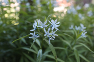 【日陰で育つ多年草の花】清楚な水色の花「丁字草」は切り花にも最適