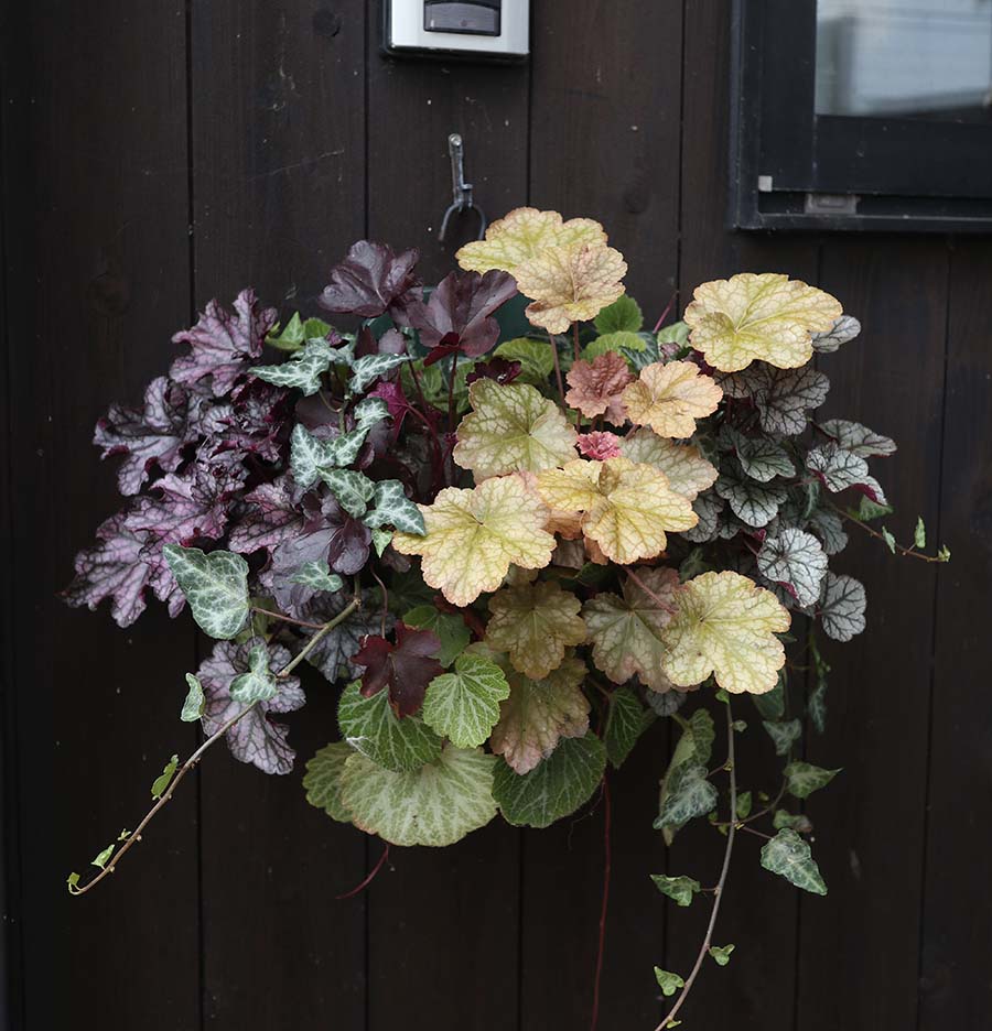 ハンギング 植栽 丸い 立体的 寄せ植え