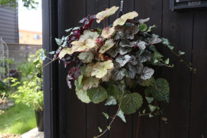 ハンギングバスケットの寄せ植え、植物で丸くみえるスリット式の鉢