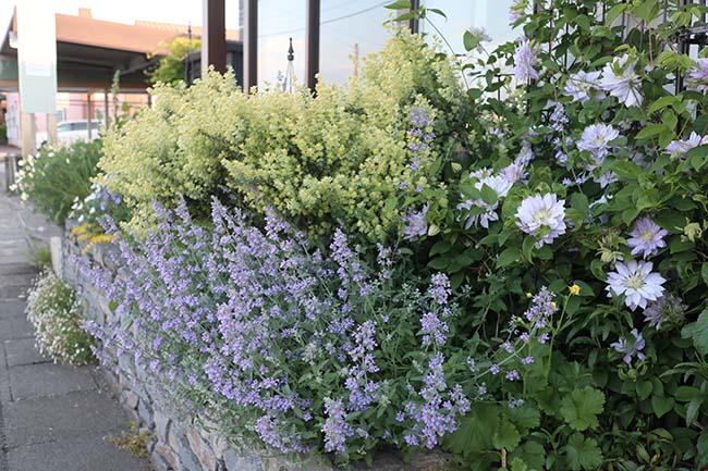 東側 ボーダーガーデン 花壇 植栽 薄紫・レモン色