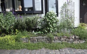 【朝顔とオベリスク/トレリス】アサガオが花壇でナチュラルに開花中