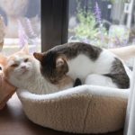 猫のワクチン年に1回は必要ないの?ワクチンなんかしたくないな