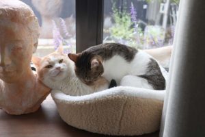 猫のワクチン年に1回は必要ないの？ワクチンなんかしたくないな