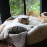 【猫のフードボウル】個々それぞれに食べやすい素材や形の食器が違う