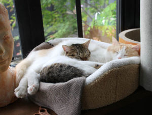 【猫のフードボウル】個々それぞれに食べやすい素材や形の食器が違う