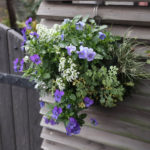 【スリット式ハンギングバスケット】丸型の寄植え作りにチャレンジ