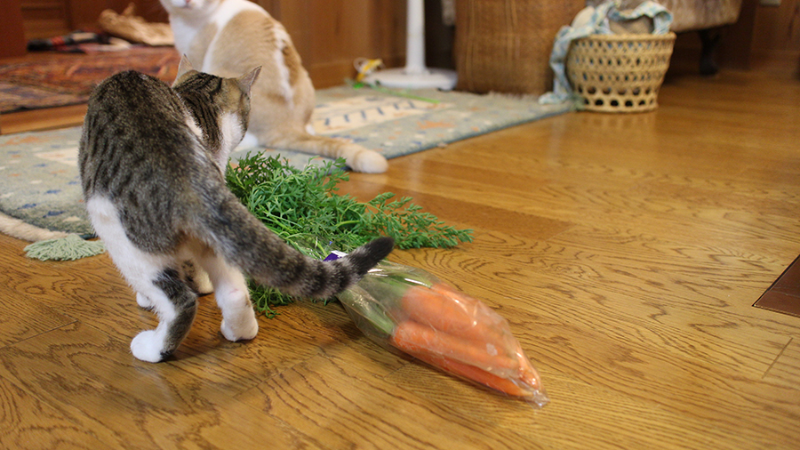 野菜の匂い　興味あり　なし　猫4
