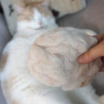 【猫の抜け毛】ブラッシングで集めた数年分を捨てずにセーターなどへ再利用？