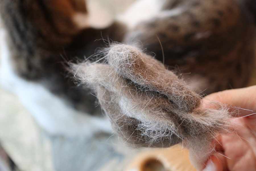 猫の抜け毛　再利用　保管　毛糸　キジ白