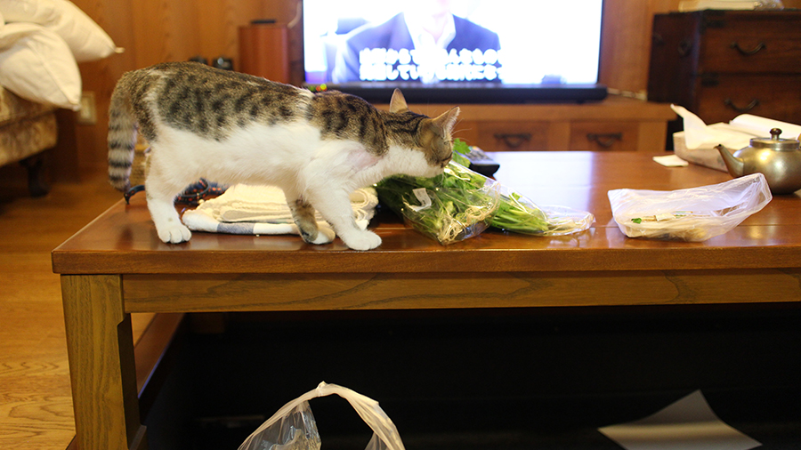 野菜の匂い　興味あり　なし　猫2　