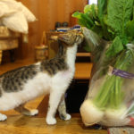 猫が野菜の匂いに興味津々!?はじめて野菜に会った日