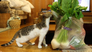 猫が野菜の匂いに興味津々！？はじめて野菜に会った日