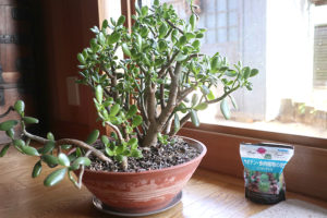 【金のなる木】霜にやられて凍傷になって、その後みるみる復活したよ！