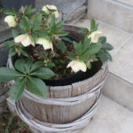 【クリスマスローズ】育て方が難しく鉢で管理中もひ弱に