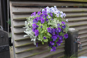 まんまる丸形の吊り下げ寄植え(スリット式ハンギングバスケット)5ヶ月後