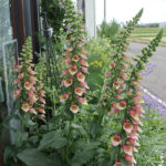 宿根【ジキタリス】ポルカドットピッパ(ピンク系アンティーク色)多年草