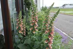 宿根【ジキタリス】ポルカドットピッパ(ピンク系アンティーク色)多年草