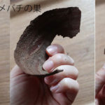 6月スズメバチの巣を駆除しました。一匹で作り始めの頃が大事です!