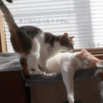 猫がごはんを飽きるので「真空パックで小分けにしたら」だいぶ解消