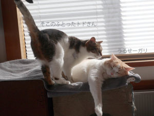 猫がごはんを飽きるので「真空パックで小分けにしたら」だいぶ解消