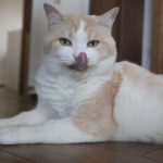 【猫の夏バテ】食欲が落ちて不安｜初めての経験で心配しました