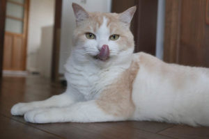 【猫の夏バテ】食欲が落ちて不安｜初めての経験で心配しました